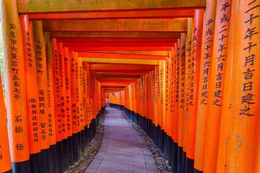 Torii gates, Inari mountain, in Kyoto