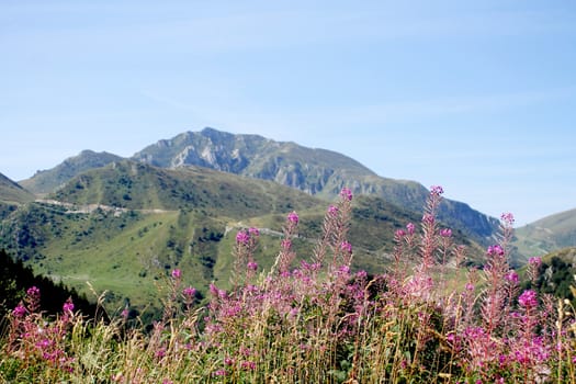 Flowers of fireweed in mountain landscape