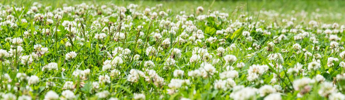 Clover Field. white Flowering clover Trifolium pratense repens. 