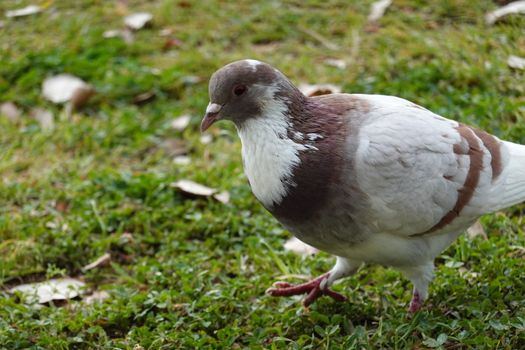 A brown and white bird standing in the grass