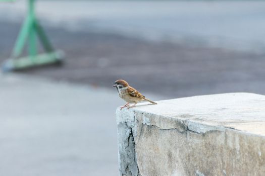 Bird (Eurasian tree sparrow) in a nature wild