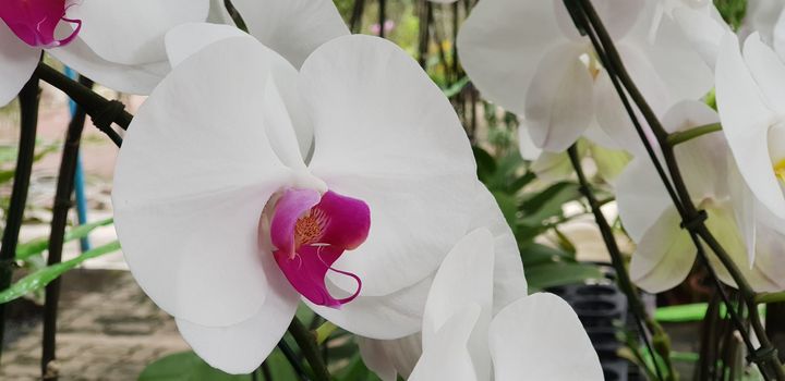 Flower (Orchidaceae or Orchid Flower) purple, violet, white and pink color, Naturally beautiful flowers in the garden