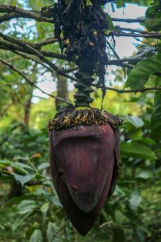 Close-up of a Musa acuminata colla or cavendish banana tree. Banana cabbage The bouquet is at the top of the top hanging down. Large decorative leaves covering the dark red hanging on banana tree.