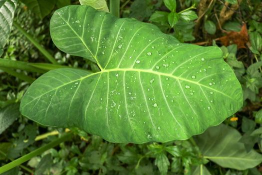 Huge leaf of tropical plant Colocasia Esculenta with drops of water formed after rain on leaf area. Sunlit Elephant Ear plant, also known as Colocasia and Taro, growing in a garden in Bali, Indonesia.