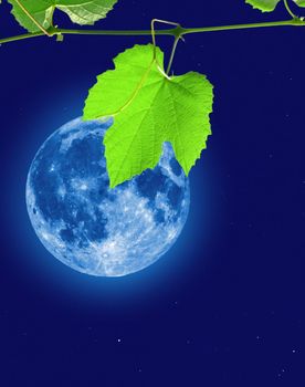 Full moon seen with telescope behind vitis leaf