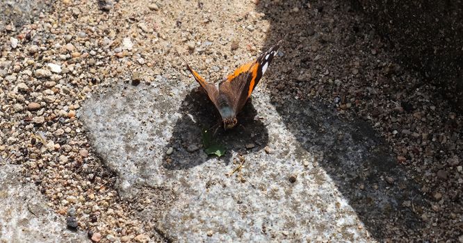 Red Admiral butterfly. Vanessa atalanta sitting on a cobblestone