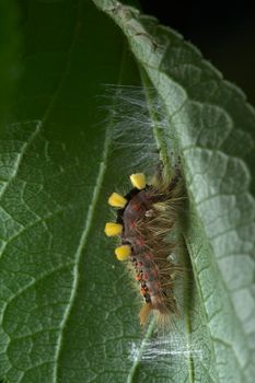 The Vapourer or rusty tussock moth catterpillar begins weaving a cocoon.