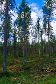 Landscape of trees and forest in Lapland