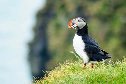 Puffin holding fish in his mouth