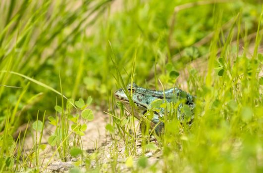 green frog basking in the sun sitting on the shore of a pond