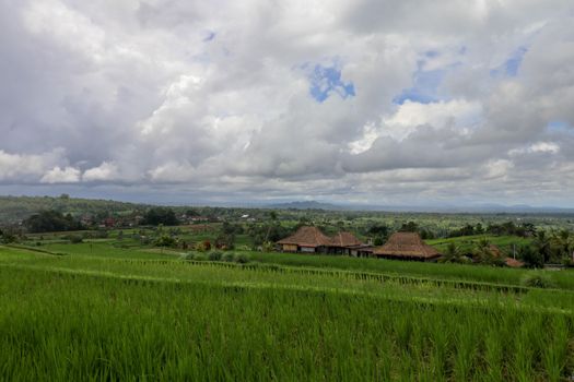 Jatiluwih Rice Terrace, Scenic area with verdant, undulating ric
