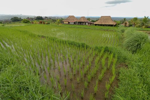 Jatiluwih Rice Terrace, Scenic area with verdant, undulating ric