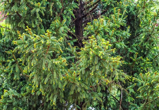pine (Pinus Pinaceae) tree