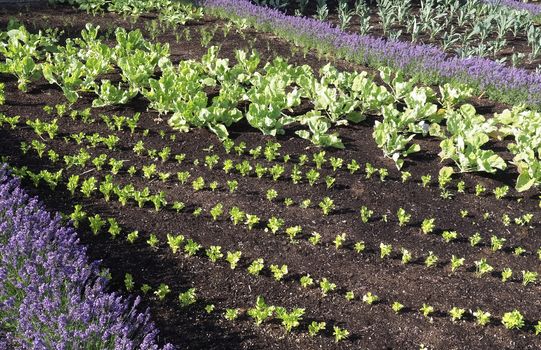 Neat vegetable garden with cabbage plants, slats and lavender flowers