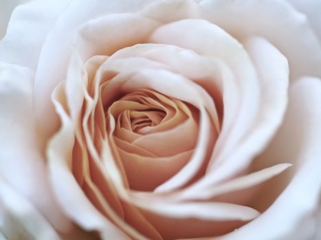 Beautiful macro of a single white rose