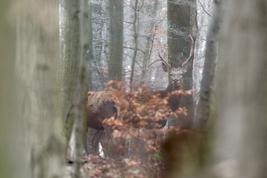 Artistic autumn nature image. Wildlife landscape with noble red deers Cervus Elaphus. Deers in early winter.