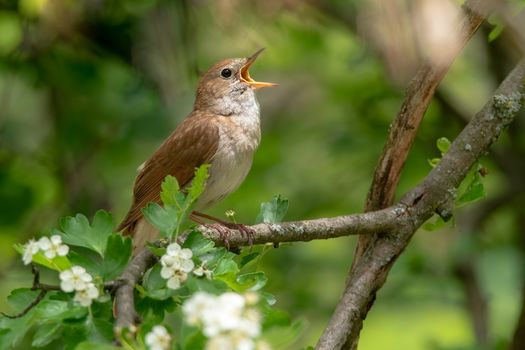 Male Common nightingale (Luscinia megarhynchos) sits on a branch.