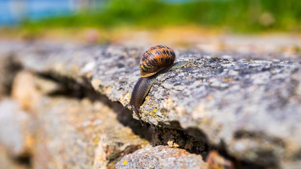 Snail crawling on a hard rock texture in nature; brown striped s