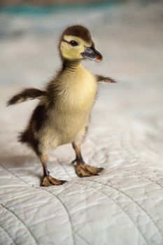 Cute Mottled duckling Anas fulvigula flaps its tiny wings 