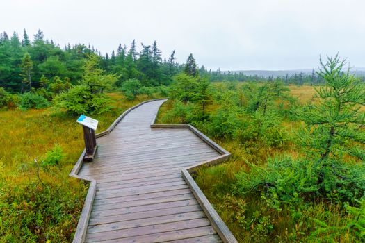 Bog Hiking Trail, in Cape Breton Highlands National Park