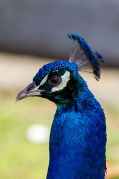 Head peacock closeup