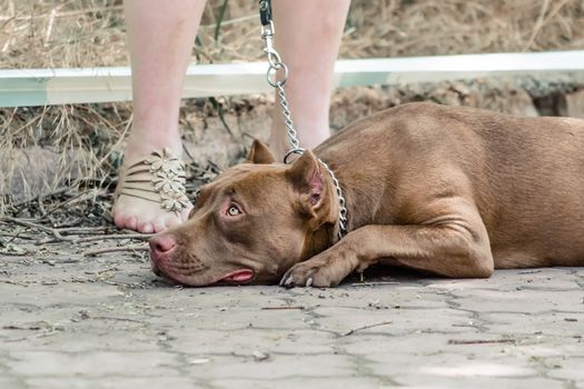 red pit bull lies on sidewalk at the feet of his mistress