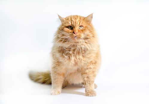 huge fat red shaggy cat on a white background