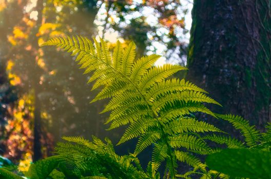 fern leaf in the forest in the sun and specks of dust