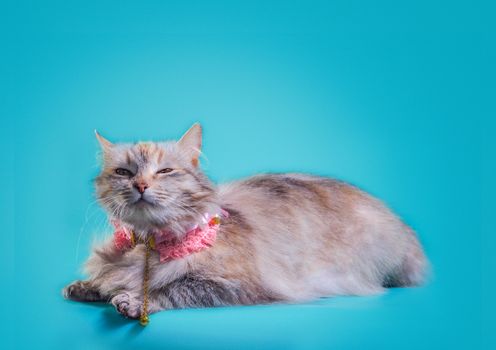 ginger fluffy cat in a pink collar on a turquoise background