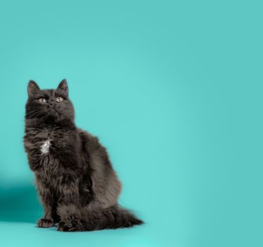 black cat looks up on a turquoise background