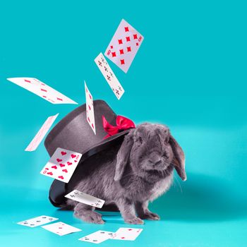 dwarf rabbit under a hat with a cylinder and flying cards on a t