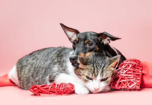 miniature pinscher puppy and cat with valentines day decor close
