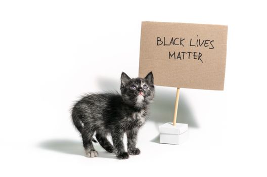 little dark kitten with the slogan black lives matter