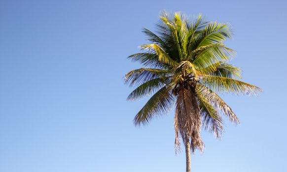 Single palm tree on a blue sky background