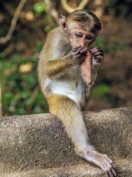 Sri Lankan Monkeys Toque macaque, Macaca sinica