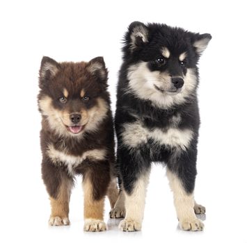 puppies Finnish Lapphund in front of white background
