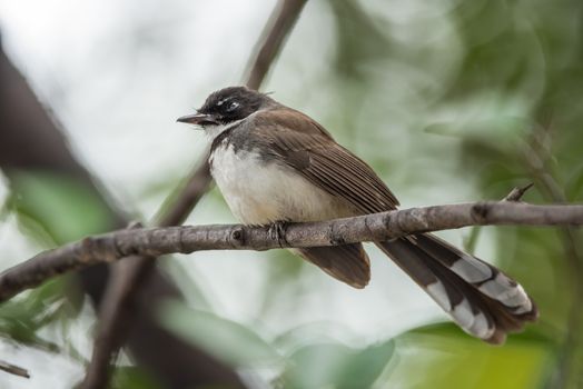 Bird (Pied Fantail Flycatcher) on a tree