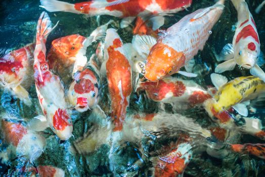 Carp fish Japanese Koi called is a aquatic animal