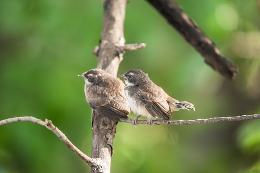 Two birds (Pied Fantail Flycatcher) in nature wild