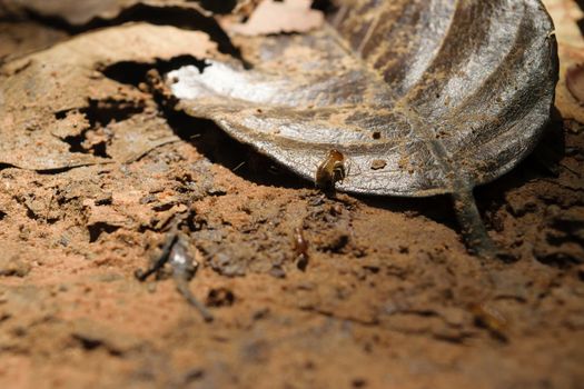Termite floor and leaf
