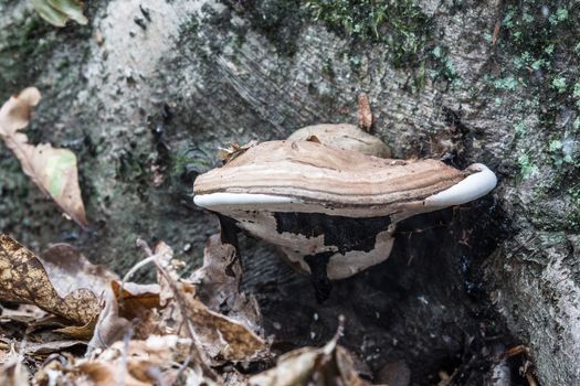 decomposed mushroom on dead tree trunk