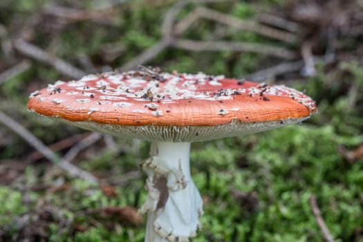Toadstool toadstool in the coniferous forest