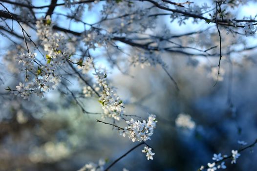 Plum blossoms in early spring
