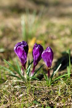 Early spring crocus flower