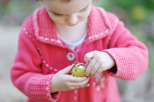Adorable toddler playing with a chestnut