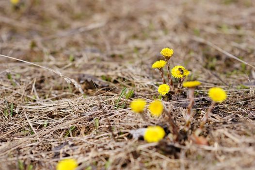 Early spring coltsfoot flower