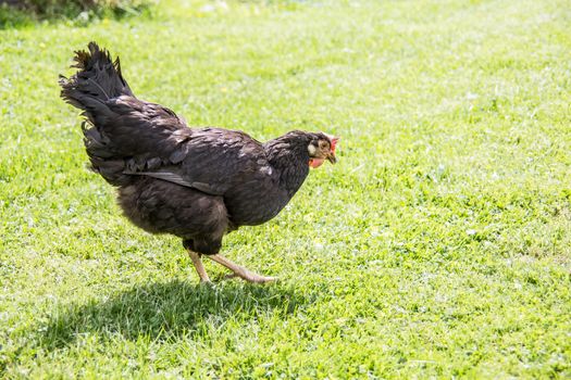 Chickens strut and peck in the garden