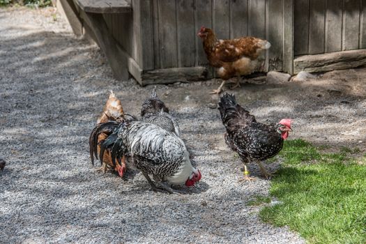 Chickens strut and peck in the garden