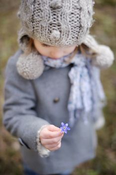 Little toddler girl holding hepatica flower