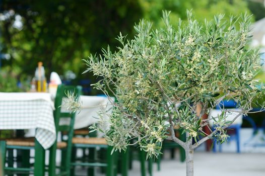 Blossoming olive tree in greek outdoor cafe